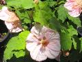 Pride of Mobile Flowering Maple